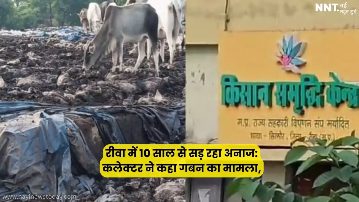 रीवा सिरमौर उमरी में खुले में सड़ता अनाज