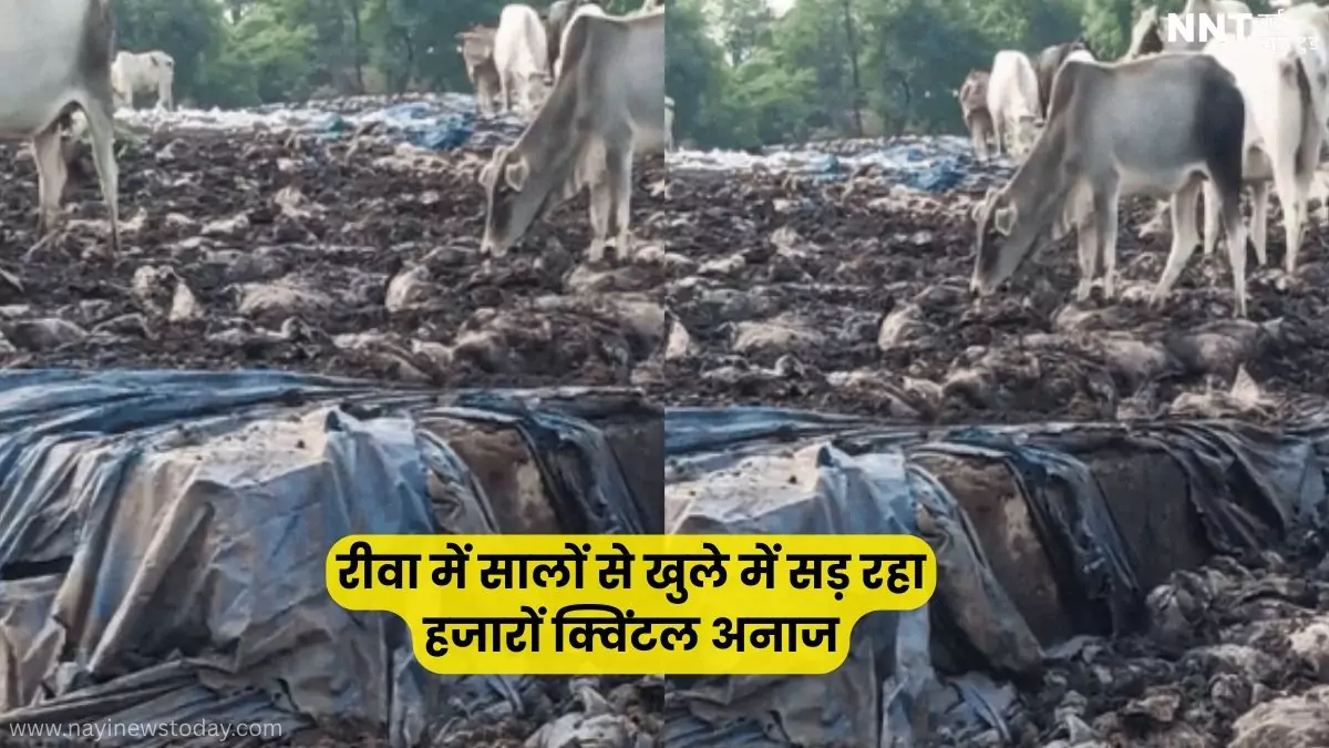 रीवा जिले में सड़ता अनाज